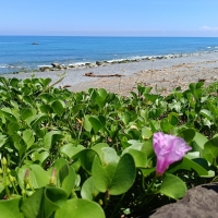 (圖片轉載自：風域半島)